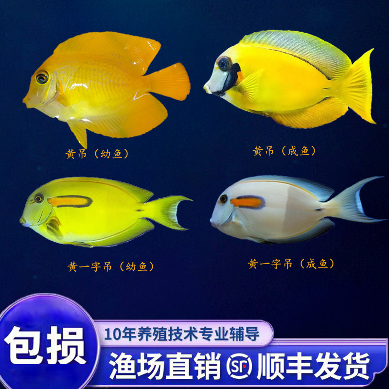 海水观赏鱼活体倒吊类黄吊幼鱼黄一字吊成鱼食苔吊除藻吃藻秒颗粒