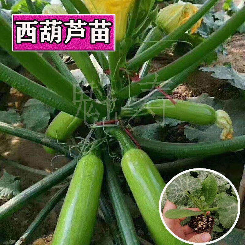 西芦,西芦天著,雄安西芦天著_大山谷图库