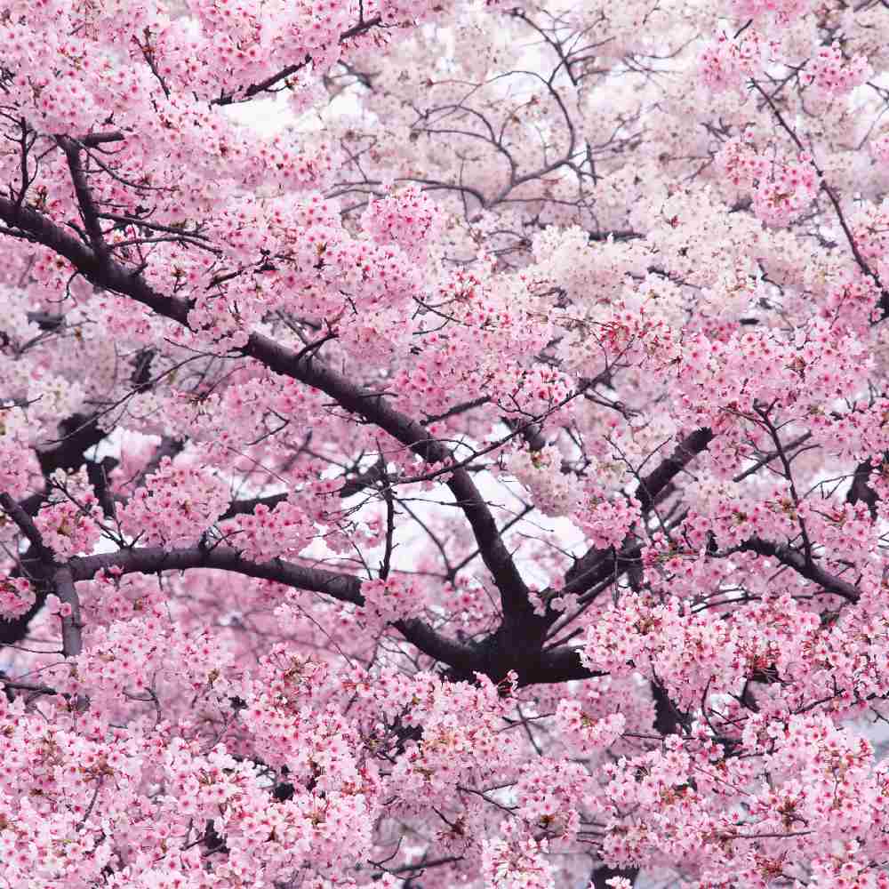 日本樱花树苗庭院绿化苗当年开花