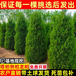 柏树树苗 塔柏 扁柏松柏侧柏树苗圆柏松树宝塔松龙柏苗绿化四季青