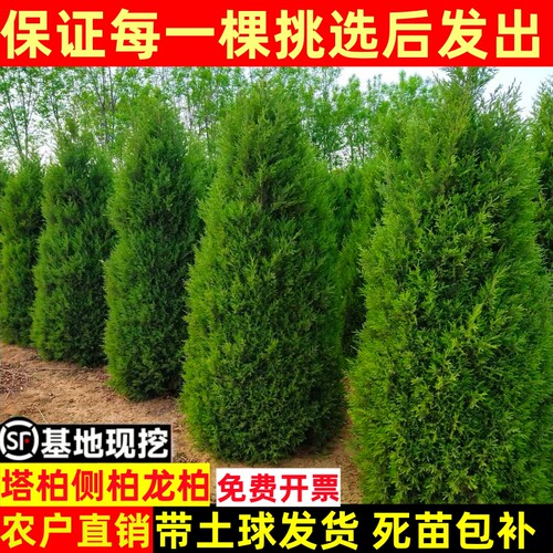 柏树树苗 塔柏 扁柏松柏侧柏树苗圆柏松树宝塔松龙柏苗绿化四季青