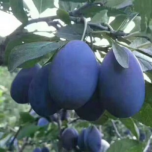 西梅美人李树苗李子树苗果树果苗嫁接李子苗当年结果南方北方种植