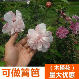 重瓣红花木槿树苗可食用粉花朝开暮落花庭院绿化栽植耐寒南北方