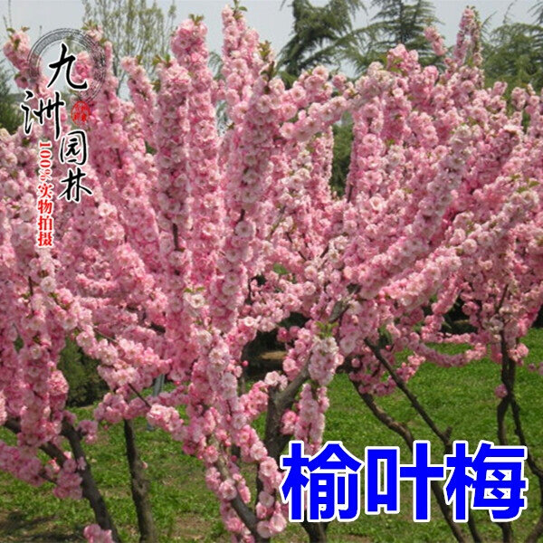 22骨里红红梅绿梅榆叶梅树苗梅花庭院地栽开花v大型高杆嫁接工程