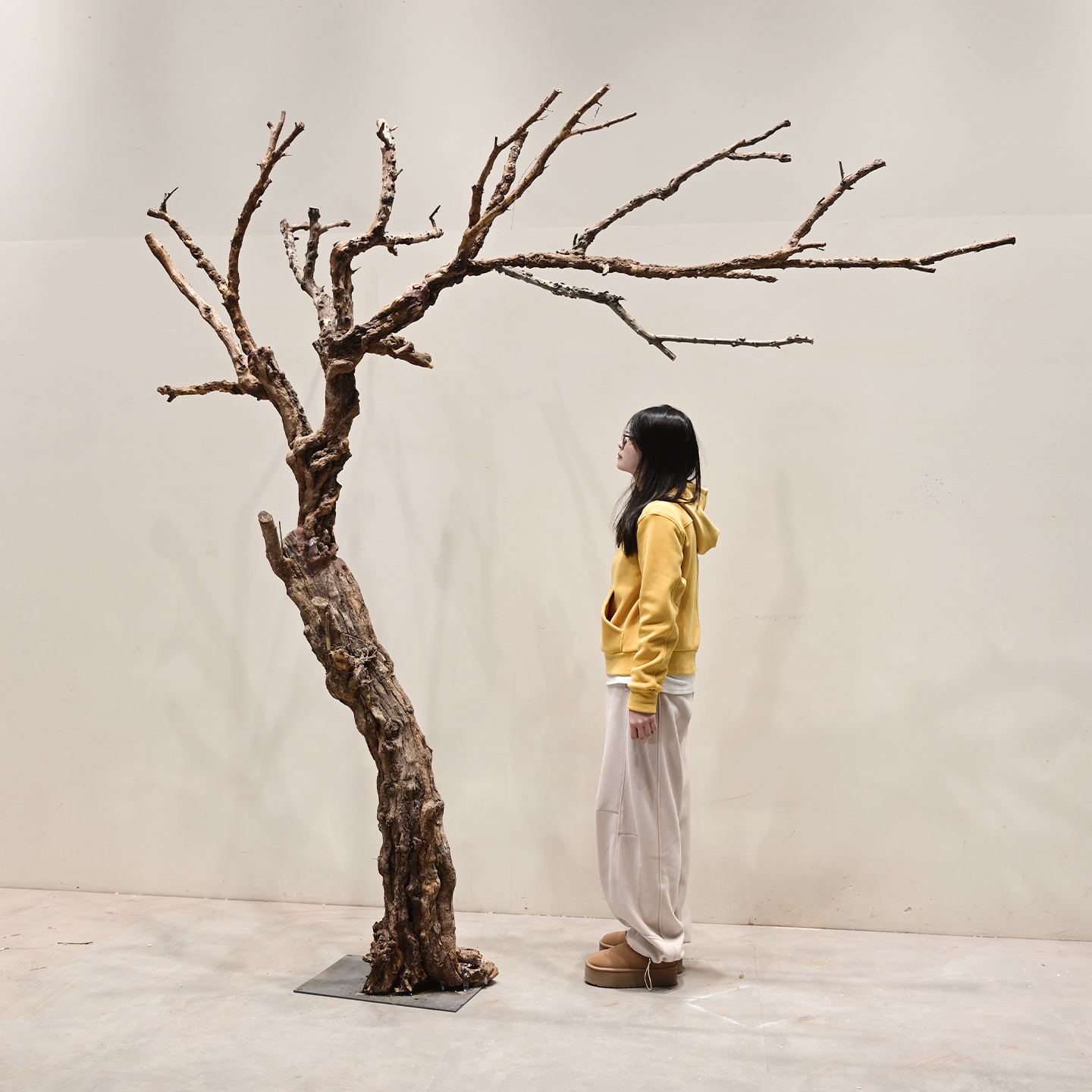 大型装饰树干枯室内枯树枝干造景