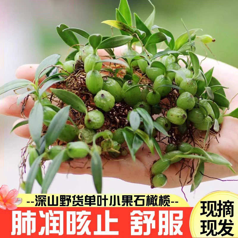 石橄榄新货野采肺舒适