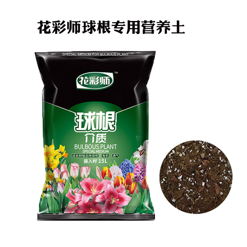 悠暖花开多年生种球球根朱顶红适合阳台盆栽原生朱科里华胄 花香日记