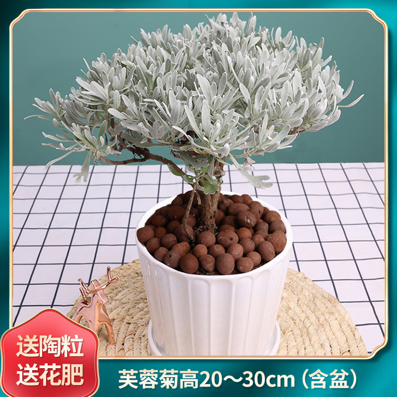 谷茉芙蓉菊老桩雪艾盆栽  玉芙蓉盆景中草药银叶菊绿植阳台庭院