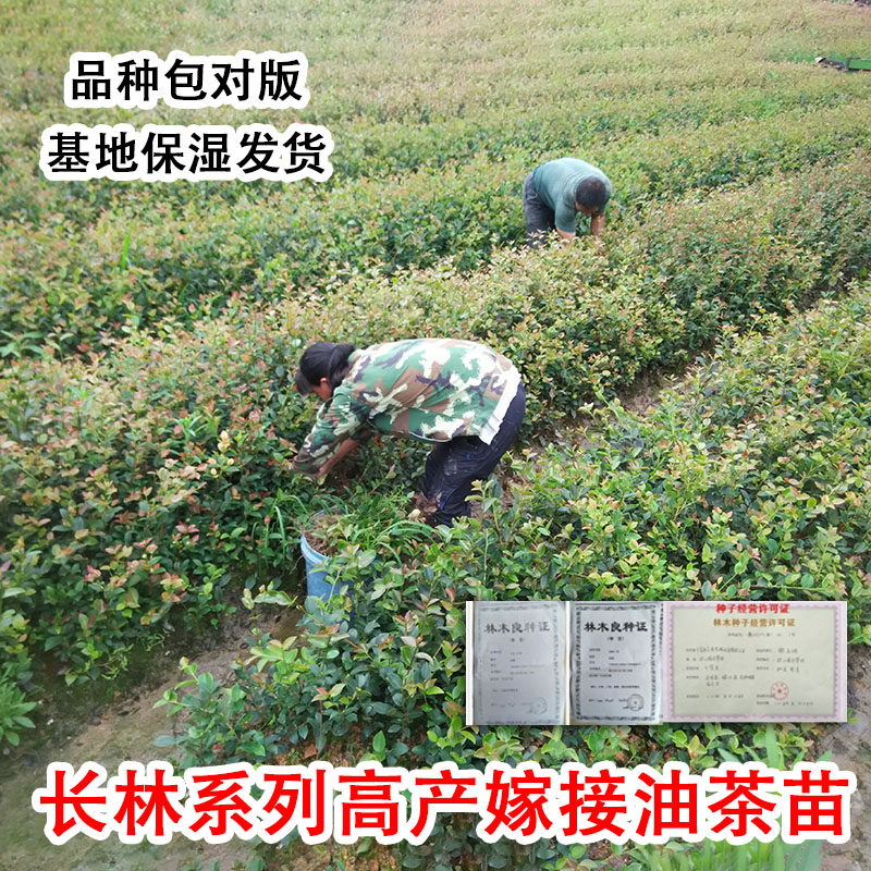 嫁接油茶苗高产茶油苗油茶树苗白花茶油树出油率高长林系列中大果