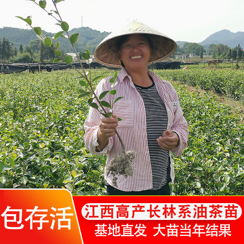 (亏本价50棵装)高产嫁接油茶苗长林系列中大果茶子树苗油茶籽苗