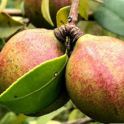 50棵江西茶子苗油茶苗树苗大果嫁接高产南方种植白花苗带土发货