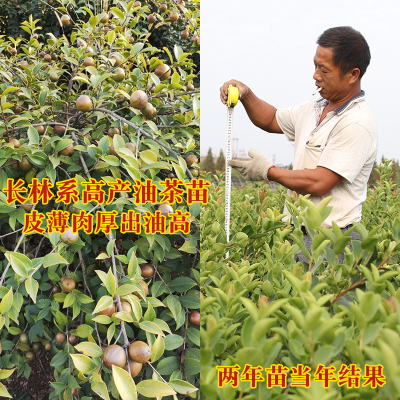50棵油茶苗树苗大果嫁接高产南方种植正宗江西大果油茶苗长林系
