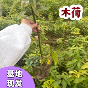 木荷苗南方常绿乔木树种防火造林专用苗高存活易养护树苗园林庭院