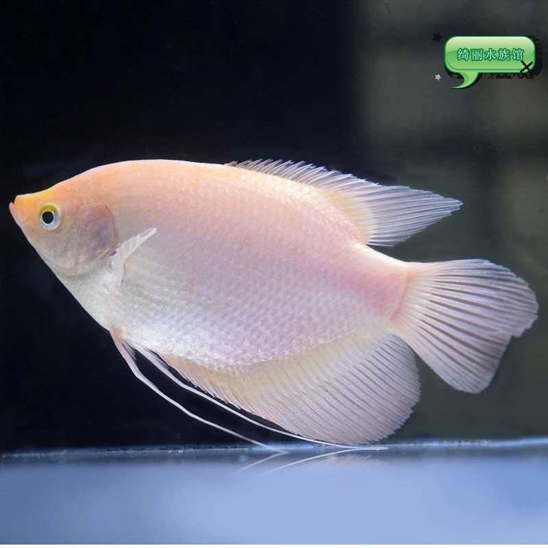 红眼招财鱼素材模板 红眼招财鱼图片下载 小麦优选