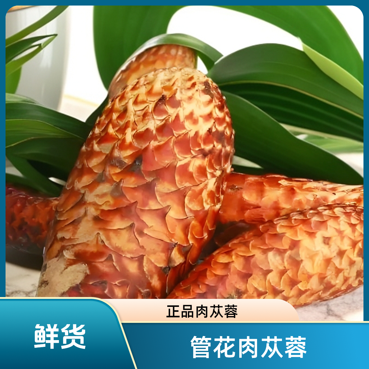 【正品肉苁蓉】来自塔克拉玛干沙漠的管花肉苁蓉鲜货