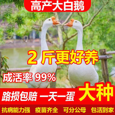 散养1.5斤鹅活苗脱温鹅苗白鹅灰鹅苗皖西鹅四季鹅下蛋鹅活体活苗
