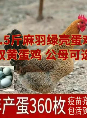 散养1.5斤高产绿壳蛋鸡活苗麻羽土鸡活苗小鸡活苗蛋鸡产蛋鸡