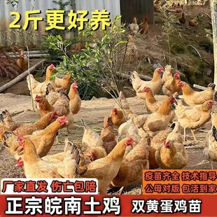 半大土鸡活苗纯种小土鸡农村散养柴鸡苗小鸡活苗小鸡仔皖南土鸡苗