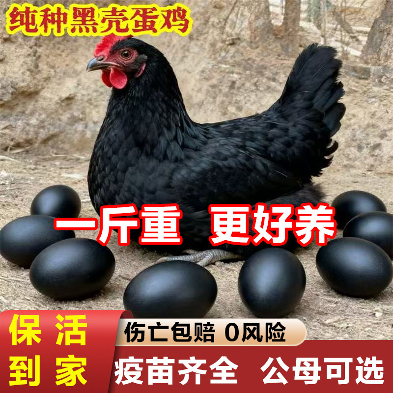 鸡活苗一斤黑壳蛋鸡活苗散养黑毛鸡土鸡活苗蛋鸡活苗小鸡活苗纯种