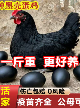 鸡活苗一斤黑壳蛋鸡活苗散养黑毛鸡土鸡活苗蛋鸡活苗小鸡活苗纯种