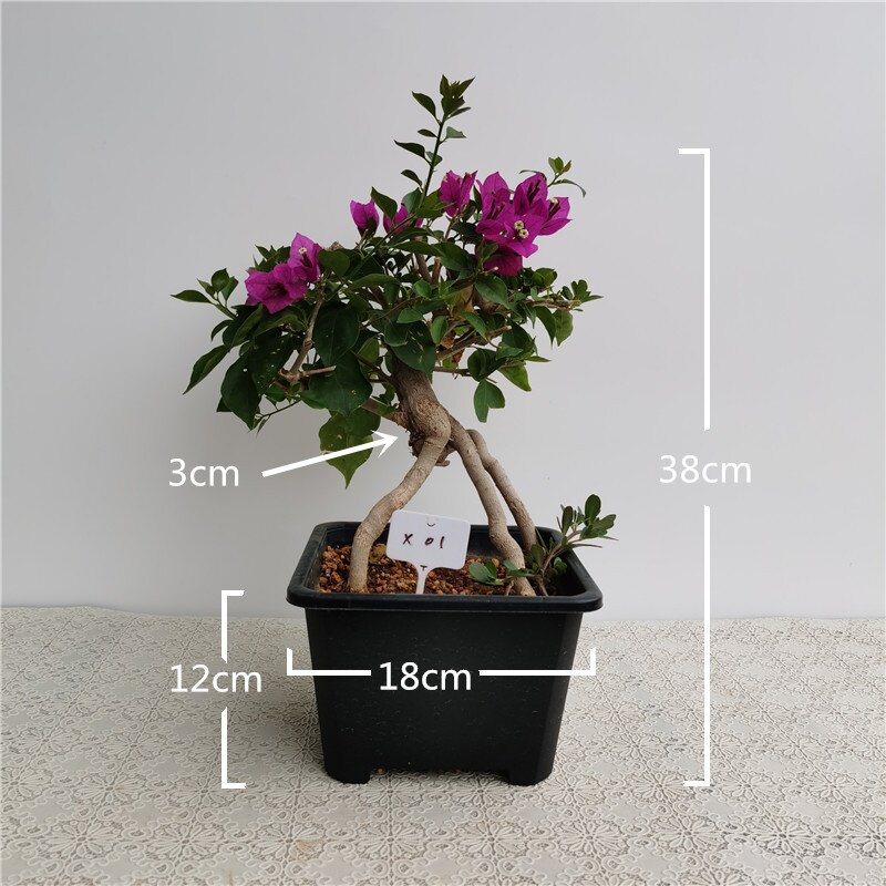 新品小叶紫三角梅稀有盆栽提根造型带花小苗原生熟桩一物一拍树桩
