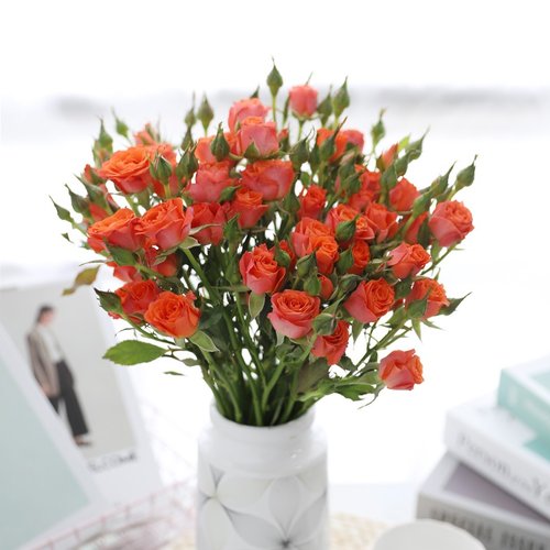 多头小玫瑰鲜花价格 多头小玫瑰鲜花图片 星期三