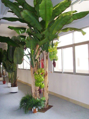 庭院树木观赏树室外芭蕉树植物庭院大叶内摆件大型
