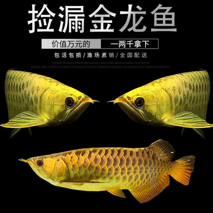 金龙鱼活鱼体鱼苗红龙鱼苗观赏鱼金龙鱼活体鱼小鱼苗红金龙鱼幼苗