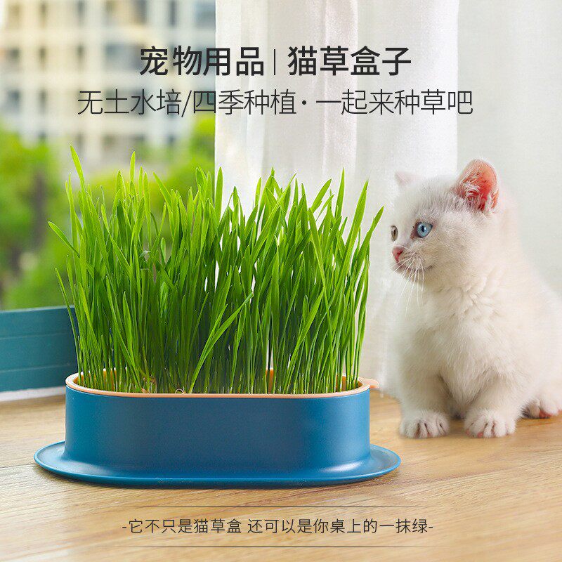 猫草水培猫薄荷宠物种植盆盒猫咪零食水培猫草盒猫草水培猫薄荷盆