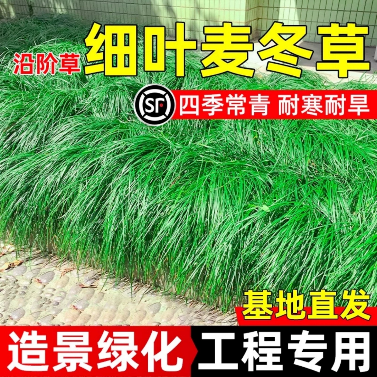 细叶麦冬草苗日本玉龙草四季常青