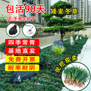 麦冬草苗玉龙草别墅庭院草坪日本矮麦冬草细叶金边耐寒地被植物苗