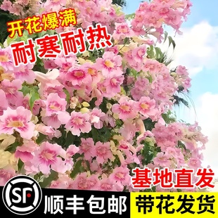 粉色凌霄花爬藤植物大苗耐寒树苗盆栽庭院花卉美国进口四季花苗
