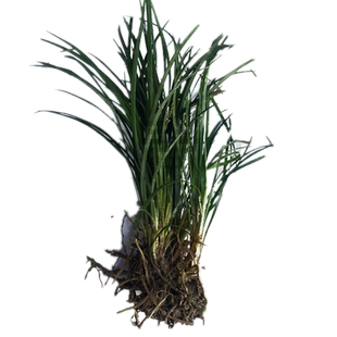 细叶麦冬草苗玉龙草庭院绿化植物四季矮麦冬草沿阶草耐寒麦冬草