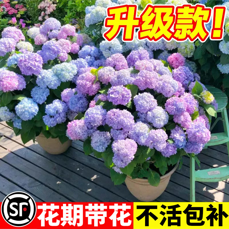 绣球花苗老桩大苗四季开花阳台带花无尽夏庭院耐寒树苗盆栽植物卉