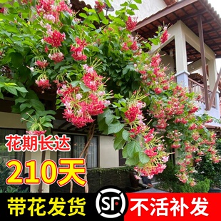 使君子爬藤植物重瓣攀爬花卉室内外阳台庭院盆栽地栽耐热驱蚊绿植