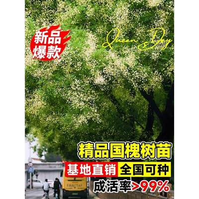 大型国槐树苗南北方种植行道树