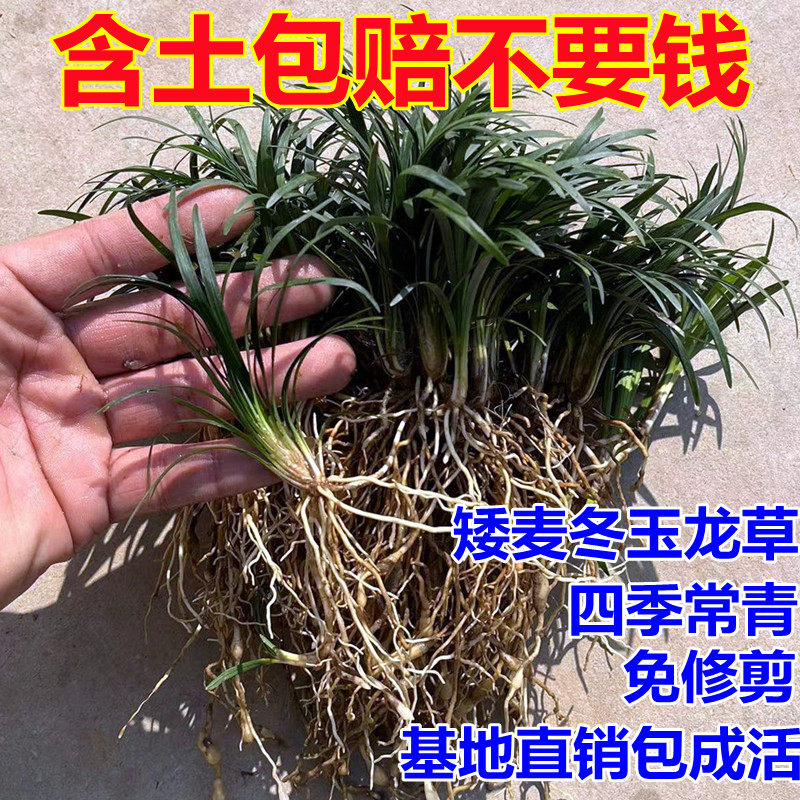 麦冬草苗庭院小区四季常青基地苗图片