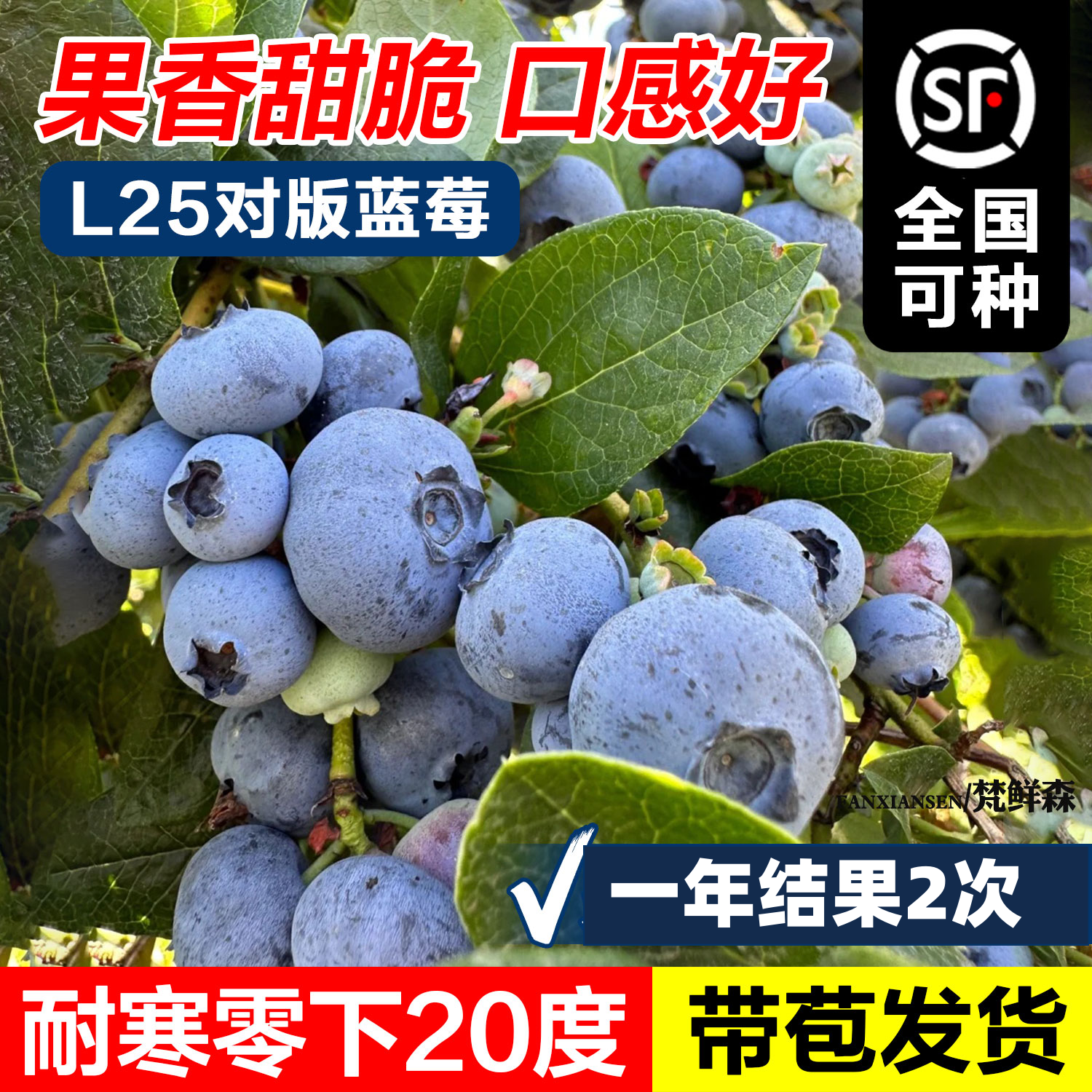 超大号耐寒盆栽北方四季带果庭院