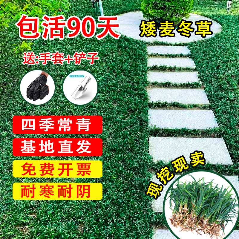 多年生四季常青麦冬草苗图片