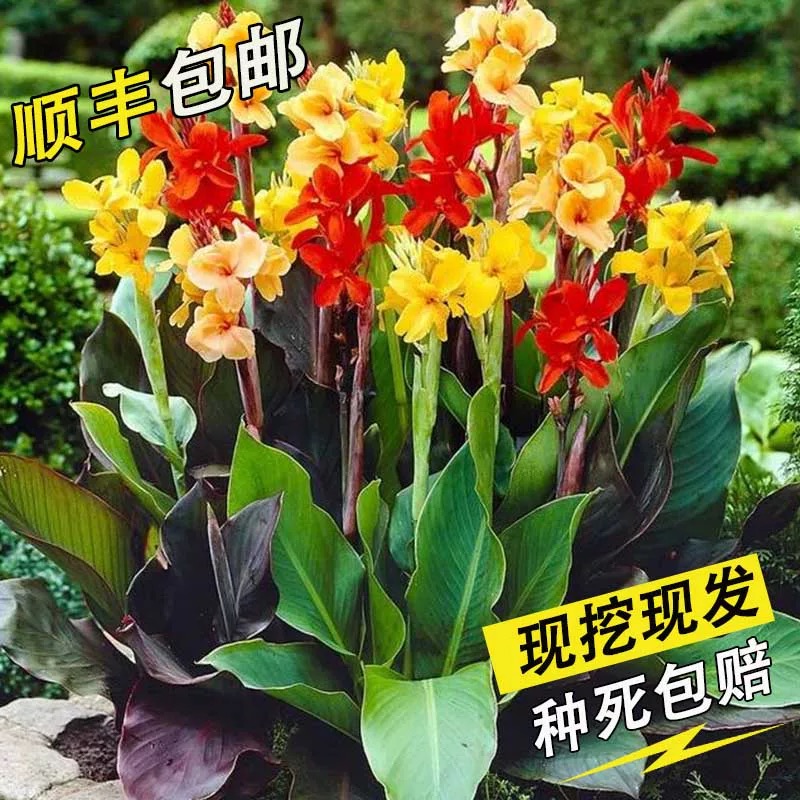 室外大花客厅窗台庭院四季植物