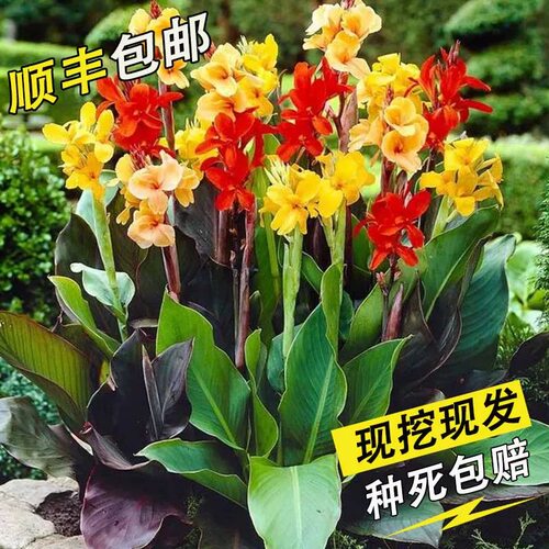 室外大花客厅窗台庭院四季植物