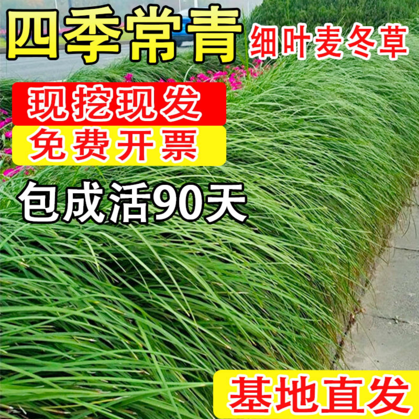 细叶麦冬草四季多年生耐寒草坪图片