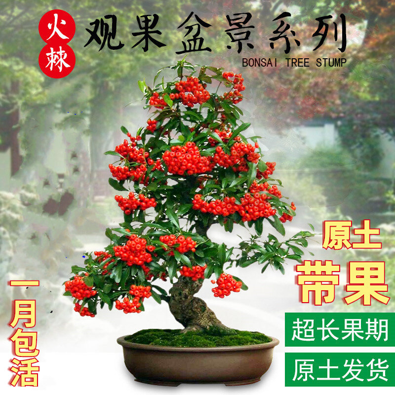 火棘树苗盆栽盆景老桩绿植四季观果植物阳台客厅庭院沙棘苗带红果