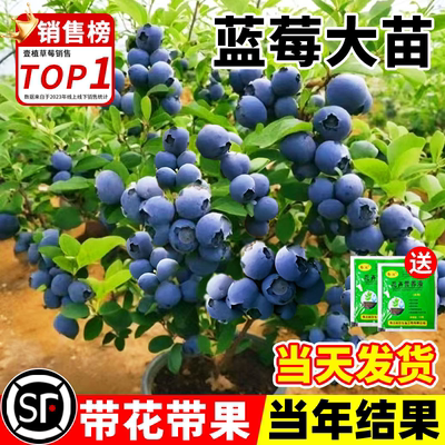 兔眼蓝莓超大号带果耐寒四季盆栽