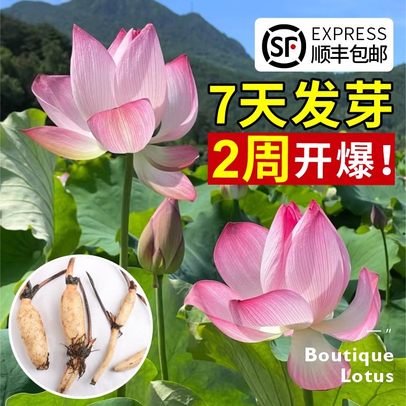 荷花睡莲盆栽庭院四季植物室外