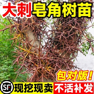 大刺皂角树苗皂角树绿化皂荚树苗盆栽地栽皂角树苗庭院皂角苗包邮