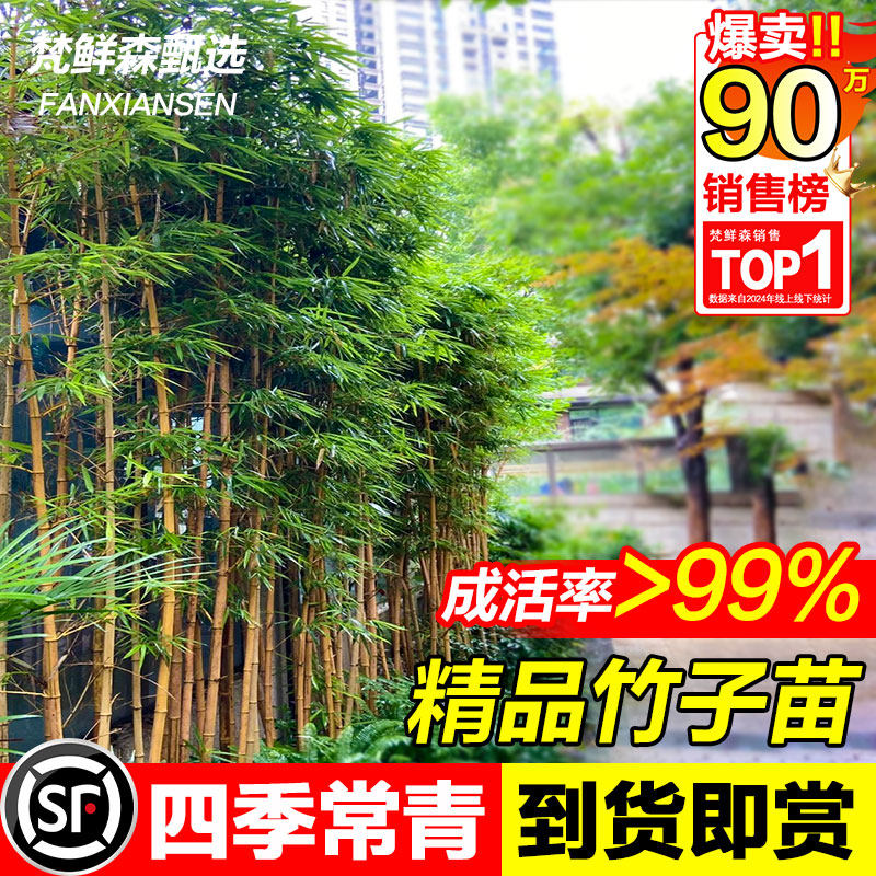 竹子苗庭院金镶玉竹黄金竹四季常青花园观赏植物竹子盆栽景观金竹图片