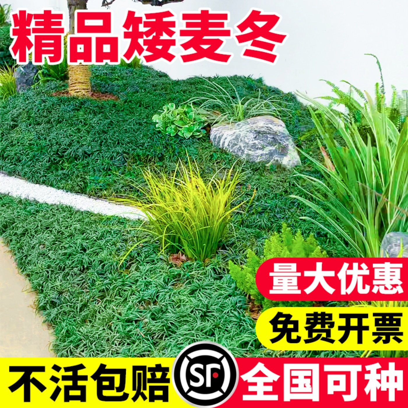 玉龙草耐寒耐冻四季常青净化空气图片