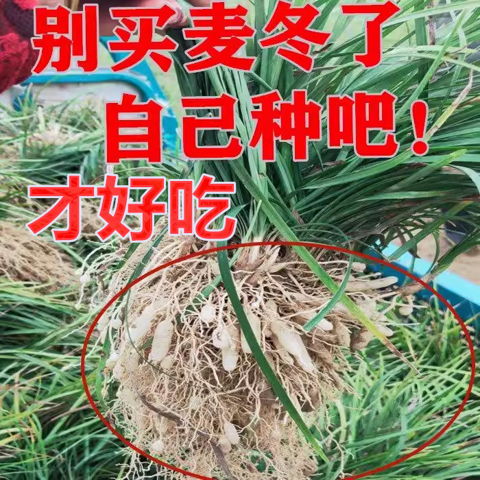 麦冬多年生春天采摘可以吃的麦冬