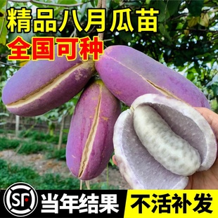 无籽八月瓜树苗野生八月炸瓜苗南北方四季种植爬藤果树苗当年结果